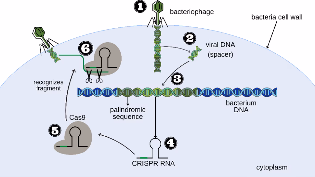 DNA Series: Gene Editing 1