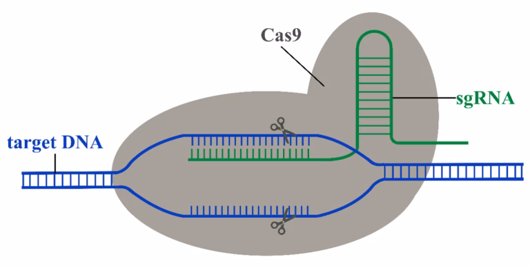 CRISPR-Cas9 mechanism