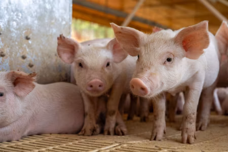 Canada Approves its First Gene-edited Pig for Human Consumption 2